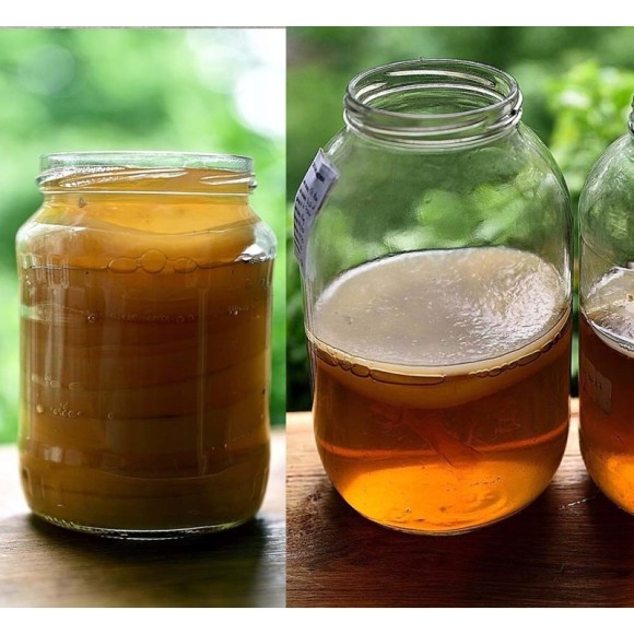 GRZYBEK GRZYB HERBACIANY scoby 16-18cm KOMBUCHA + starter