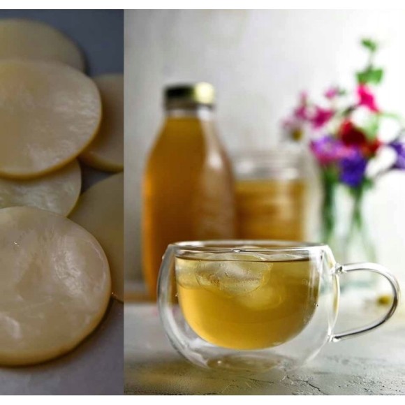 GRZYBEK GRZYB HERBACIANY scoby 16-18cm KOMBUCHA + starter
