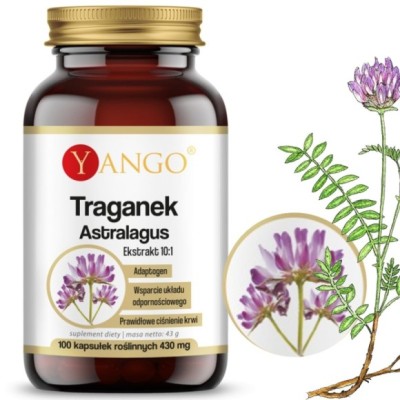 Yango TRAGANEK wsparcie ODPORNOŚĆ CUKRZYCA CIŚNIENIE 100