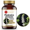 Yango PLUSKWICA GRONIASTA wsparcie MENOPAUZA UKŁAD