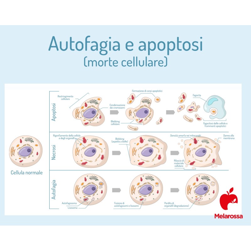 Vital AUTOFAGIA W PRAKTYCE  Land S.