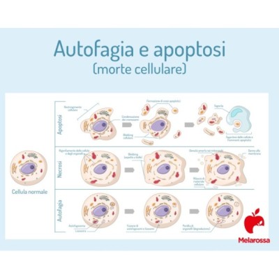 Vital AUTOFAGIA W PRAKTYCE  Land S.