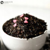 HERBATA CZARNA aromatyzowana Z SERDUSZKAMI CUKROWYMI - KOCHAM CIĘ 50G HERBATA CZARNA aromatyzowana Z SERDUSZKAMI CUKROWYMI - KOCHAM CIĘ 50G