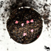 HERBATA CZARNA aromatyzowana Z SERDUSZKAMI CUKROWYMI - KOCHAM CIĘ 50G HERBATA CZARNA aromatyzowana Z SERDUSZKAMI CUKROWYMI - KOCHAM CIĘ 50G
