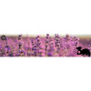 WITAMINKA herbatka eko 100g DARY NATURY Aronia Głóg jabłko Hibiskus Pomarań
