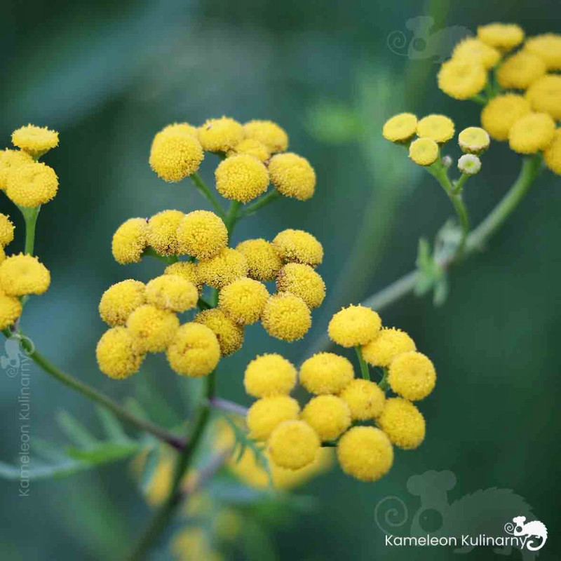 WROTYCZ kwiat WROTYCZU Tanacetum vulgare wparcie NA PASOŻYTY 50g DARYNATURY