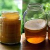KAMELEON GRZYBEK HERBACIANY KOMBUCHA + starter + herbata