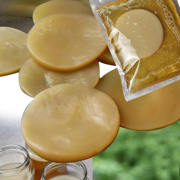 KAMELEON KULINARNY 2x GRZYBEK HERBACIANY scoby KOMBUCHA +