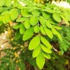 Astron OLEJ Z DRZEW ŻYCIA MORINGA 100ml odżywia nawilża