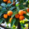 Naturalny OLEJEK ETERYCZNY GOŹDZIKI MANDARYNKA 12m