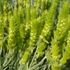 ASTRON OLEJ ŻYWOKOSTOWY Z GOJNIKIEM 100ml żywokost na BÓLE