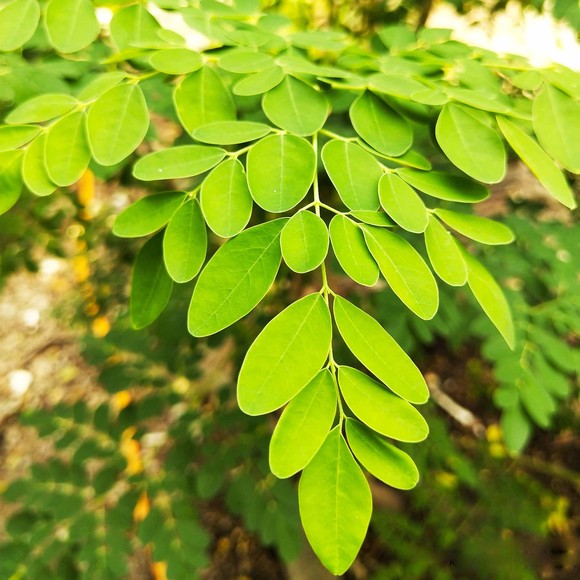 Astron OLEJ Z DRZEW ŻYCIA MORINGA 100ml odżywia nawilża