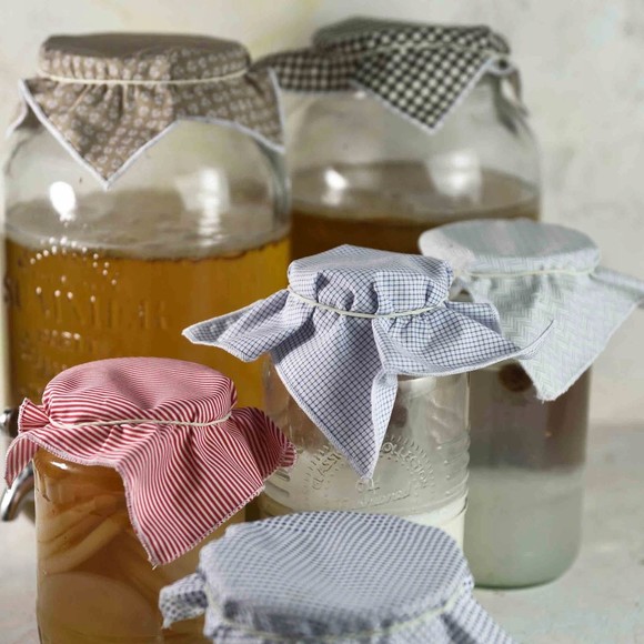 KAMELEON ŚCIERECZKA do kombucha grzybek tybetański algi