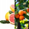 Naturalny OLEJEK ETERYCZNY NEROLI 12ml kwiat pomarańczy