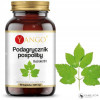 Yango PODAGRYCZNIK POSPOLITY EKSTRAKT 420mg wsparcie: TRAWIENIE 90kps 3 mce