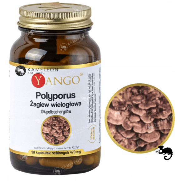 Yango POLYPORUS ŻAGIEW WIELOGŁOWA grzyb funkcjonal wsparcie: ODPORNOŚĆ 90k Yango POLYPORUS ŻAGIEW WIELOGŁOWA grzyb funkcjonal wsparcie: ODPORNOŚĆ 90k