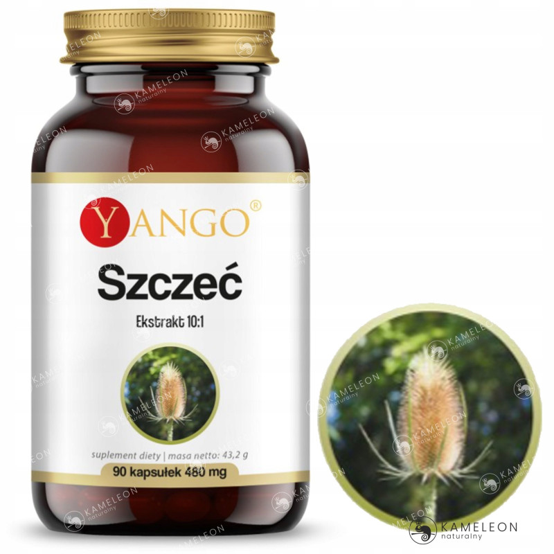 Yango SZCZEĆ ekstrakt 10:1 wsparcie: BORELIOZA UKŁ. IMMUNOLOGICZNY 90kaps