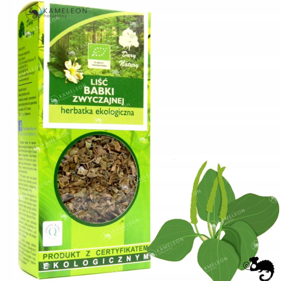 BABKA ZWYCZAJNA liść BABKI eko 50g DARY NATURY wsparci KASZEL U.ODDECHOWY BABKA ZWYCZAJNA liść BABKI eko 50g DARY NATURY wsparci KASZEL U.ODDECHOWY