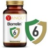 Yango BORRELIN 6 protokół BUHNERA wsparcie BORELIOZA