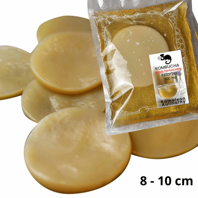 GRZYBEK GRZYB HERBACIANY scoby 8-10cm KOMBUCHA starter ulotka OD KAMELEON