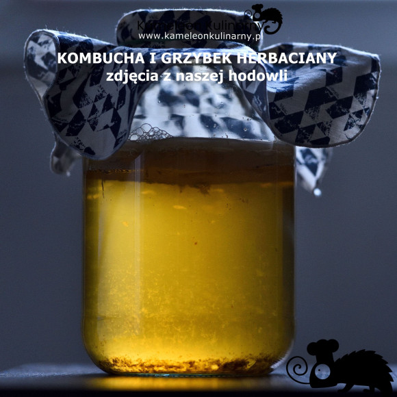 KOMBUCHA (KOMBUCZA) napój 350ml / Kameleon Kulinarny KOMBUCHA (KOMBUCZA) napój 350ml / Kameleon Kulinarny