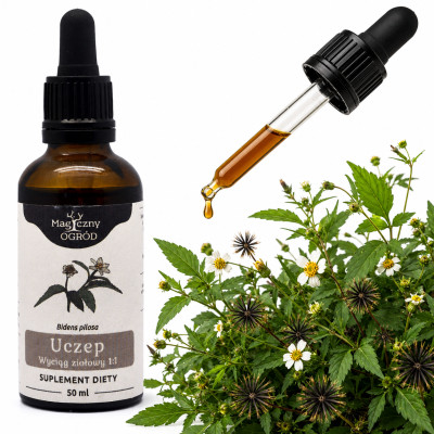 NANGA UCZEP WYCIĄG ZIOŁOWY 50ml  wsparcie ODPORNOŚĆ INFEKECJE PRZEZIĘBIENIE