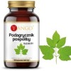 Yango PODAGRYCZNIK POSPOLITY 420mg wprarcie TRAWIENIE DNA