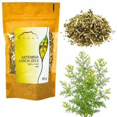 NANGA BYLICA ROCZNA suszona ZIELE BYLICY CIETE susz Artemisia annua 50g