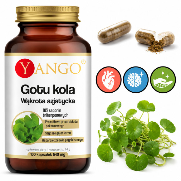 Yango GOTU KOLA 100kaps. Wąkrota Azjatycka PRAWIDŁOWA PRACA MÓZGU SERCA