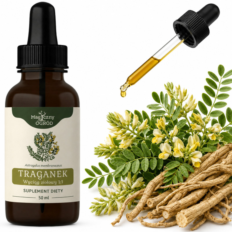 NANGA TRAGANEK Astragalus KORZEŃ WYCIĄG ZIOŁOWY 50ml wsparcie na ODPORNOŚĆ