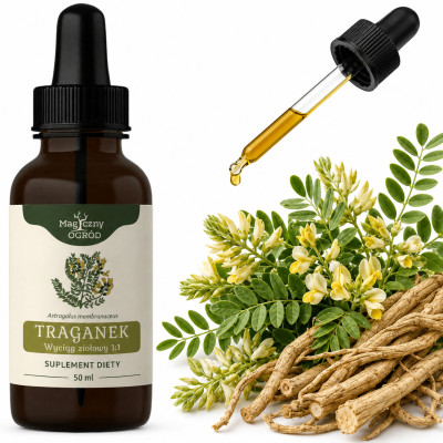 NANGA TRAGANEK Astragalus KORZEŃ WYCIĄG ZIOŁOWY 50ml wsparcie na ODPORNOŚĆ