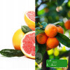Naturalny OLEJEK ETERYCZNY GRAPEFRUIT I MANDARYNKA 10ml Naturalne Aromaty