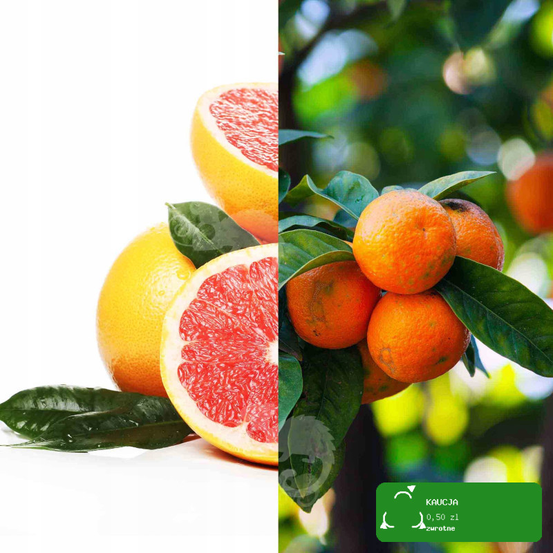 Naturalny OLEJEK ETERYCZNY GRAPEFRUIT I MANDARYNKA 10ml Naturalne Aromaty