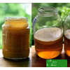 KAMELEON GRZYBEK HERBACIANY scoby 6,5 + starter 200ml DO PRODUKCJI KOMBUCZY