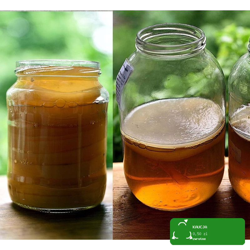 KAMELEON GRZYBEK HERBACIANY scoby 6,5 + starter 200ml DO PRODUKCJI KOMBUCZY
